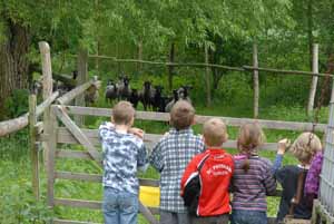 Besonders schn fand ich die Schafe und die Ziegen